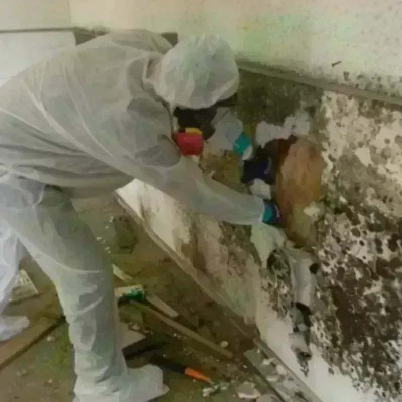 Mold Remediation and Removal in Plainville, MA